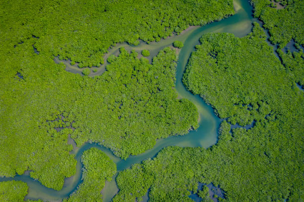 senegal mangrovie. vista aerea della foresta di mangrovie nel parco nazionale del delta del saloum, joal fadiout, senegal. foto fatta da drone dall'alto. africa paesaggio naturale. - river aerial view delta rainforest foto e immagini stock