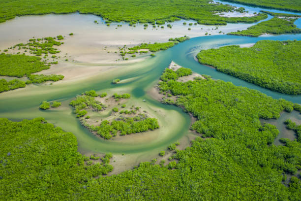 mangrovie senegalesi. veduta aerea della foresta di mangrovie nel parco nazionale del delta del saloum, joal fadiout, senegal. foto fatta da drone dall'alto. paesaggio naturale dell'africa. - river aerial view delta rainforest foto e immagini stock