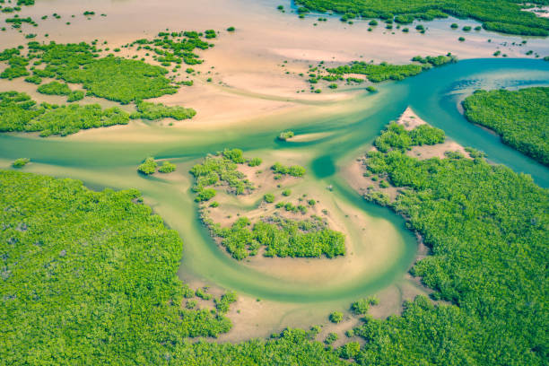 mangrovie senegalesi. veduta aerea della foresta di mangrovie nel parco nazionale del delta del saloum, joal fadiout, senegal. foto fatta da drone dall'alto. paesaggio naturale dell'africa. - river aerial view delta rainforest foto e immagini stock