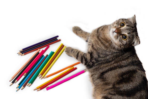 Tabby kitten with big yellow eyes, lying next to colored pencils, isolated on white
