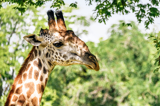 close up of giraffe in the grassland of south Luangwa national park
