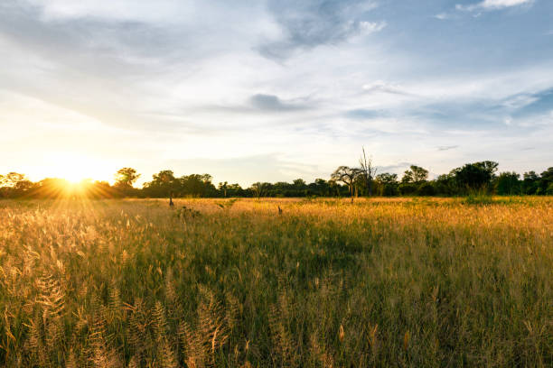 istock golden sunset over african savannah 1190333545