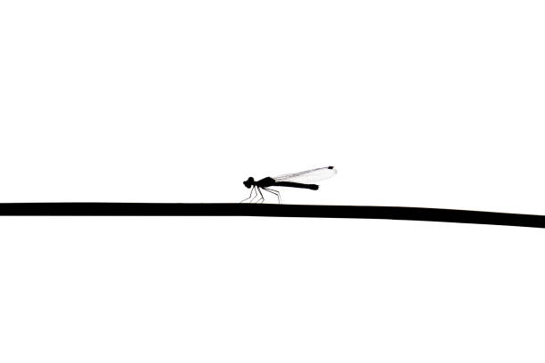 Dragonfly on a wire isolated, Alone Dragonfly is on the electric cable