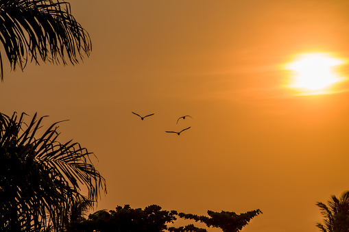 View at a tropical sunset view with birds flying and palm trees, sun and orange sky as background...