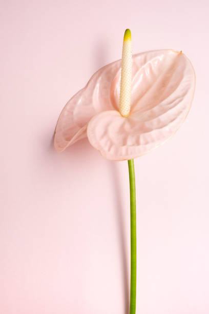 istock Single pink  Anthurium flower with copy space on pink background with copy space, top view, vertical composition 1190334689