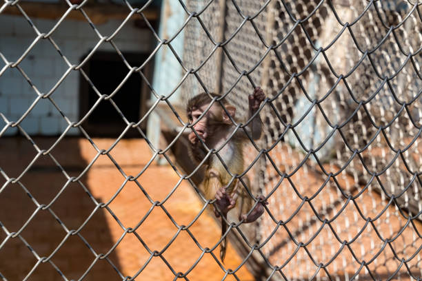 istock Little monkey in a cage in the zoo 1190335606
