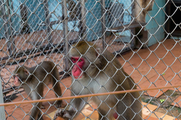 istock Exotic monkeys in the zoo 1190335664