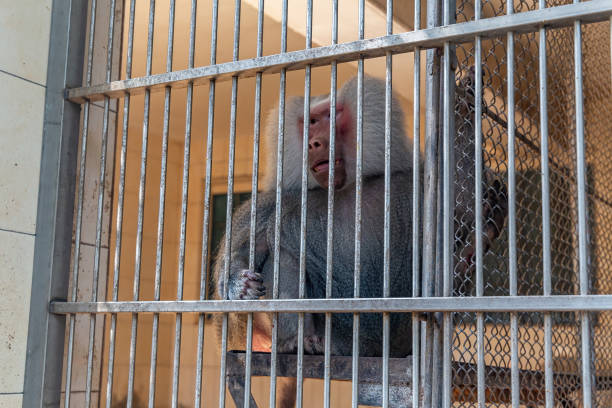 istock Exotic monkeys in the zoo 1190335770