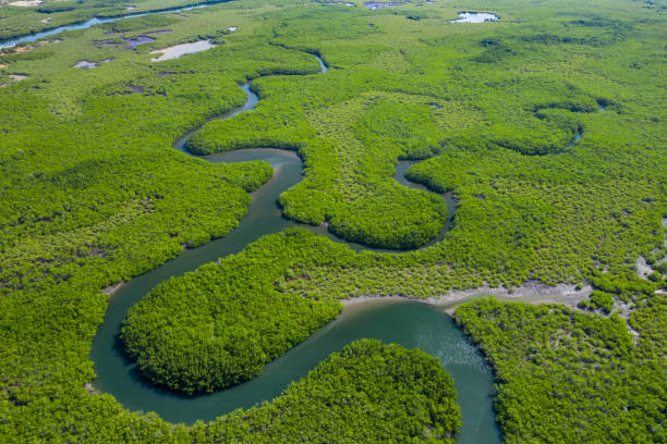 vista aerea della foresta di mangrovie in gambia. foto fatta da drone dall'alto. africa paesaggio naturale. - river aerial view delta rainforest foto e immagini stock