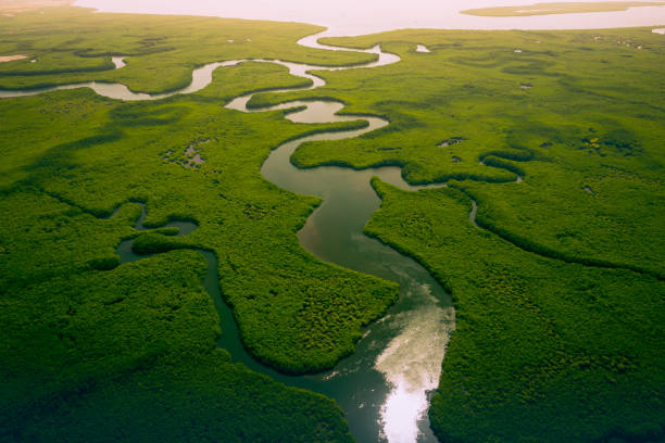 manglares de gambia. vista aérea del bosque de manglares en gambia. foto hecha por drone desde arriba. paisaje natural de africa. - river aerial view delta rainforest fotografías e imágenes de stock