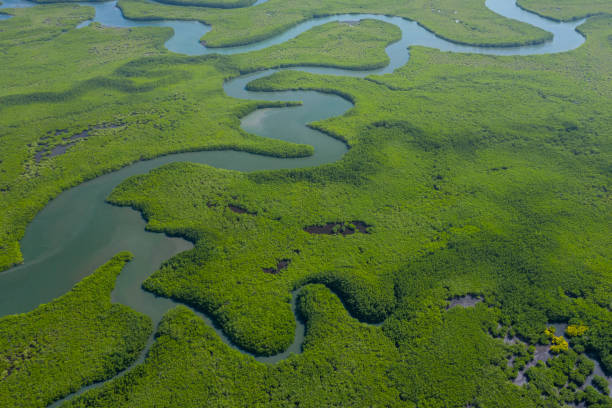 vista aerea della foresta di mangrovie in gambia. foto fatta da drone dall'alto. africa paesaggio naturale. - river aerial view delta rainforest foto e immagini stock