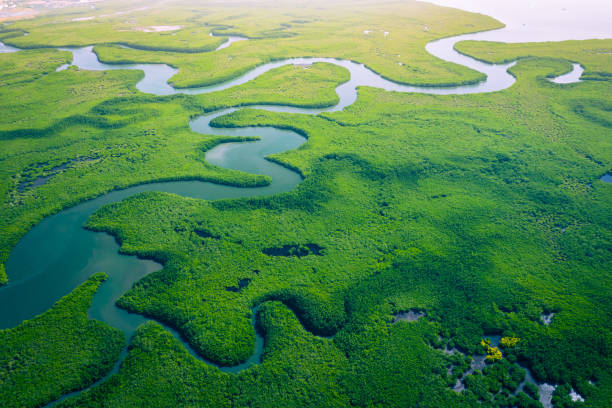 mangrovie gambiane. veduta aerea della foresta di mangrovie in gambia. foto fatta da drone dall'alto. paesaggio naturale dell'africa. - river aerial view delta rainforest foto e immagini stock