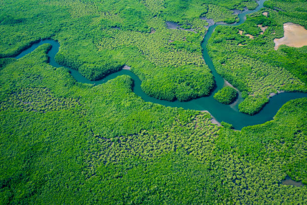 gambia mangroves. aerial view of mangrove forest in gambia. photo made by drone from above. africa natural landscape. - river aerial view delta rainforest imagens e fotografias de stock