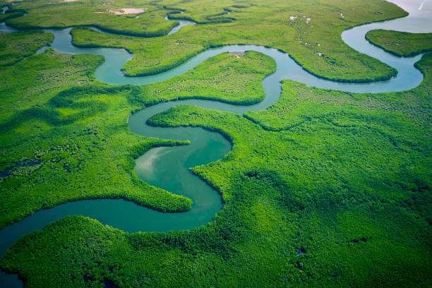 mangrovie gambiane. veduta aerea della foresta di mangrovie in gambia. foto fatta da drone dall'alto. paesaggio naturale dell'africa. - sky forest root tree foto e immagini stock