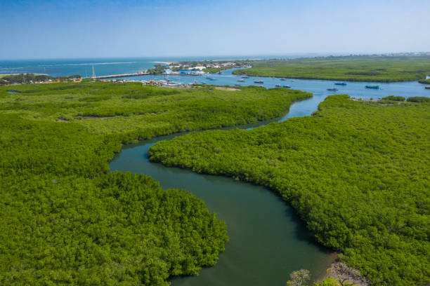 aerial view of mangrove forest in gambia. photo made by drone from above. africa natural landscape. - river aerial view delta rainforest imagens e fotografias de stock