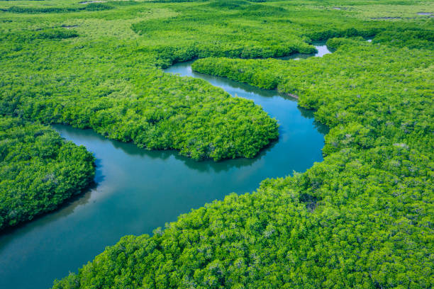 mangrovie del gambia. vista aerea della foresta di mangrovie in gambia. foto fatta da drone dall'alto. africa paesaggio naturale. - river aerial view delta rainforest foto e immagini stock