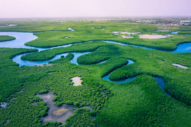 mangrovie gambiane. veduta aerea della foresta di mangrovie in gambia. foto fatta da drone dall'alto. paesaggio naturale dell'africa. - river aerial view delta rainforest foto e immagini stock