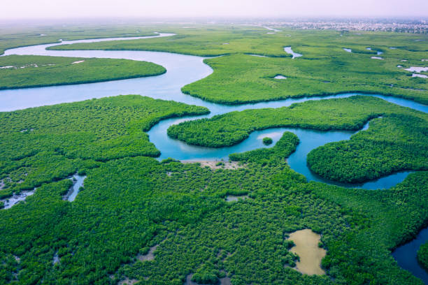 mangrovie del gambia. vista aerea della foresta di mangrovie in gambia. foto fatta da drone dall'alto. africa paesaggio naturale. - river aerial view delta rainforest foto e immagini stock