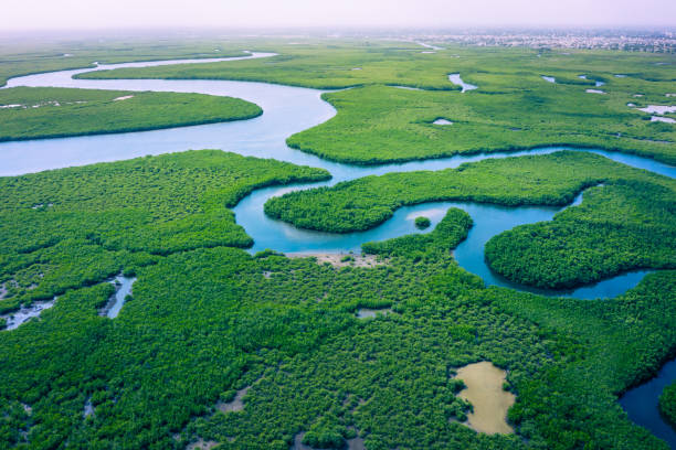 gambia mangroves. aerial view of mangrove forest in gambia. photo made by drone from above. africa natural landscape. - river aerial view delta rainforest imagens e fotografias de stock