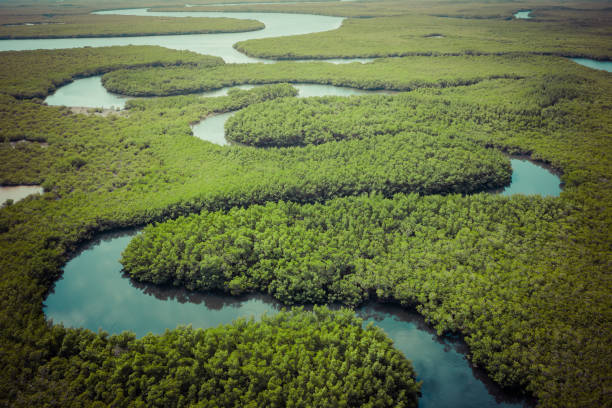veduta aerea della foresta di mangrovie in gambia. foto fatta da drone dall'alto. paesaggio naturale dell'africa. - river aerial view delta rainforest foto e immagini stock