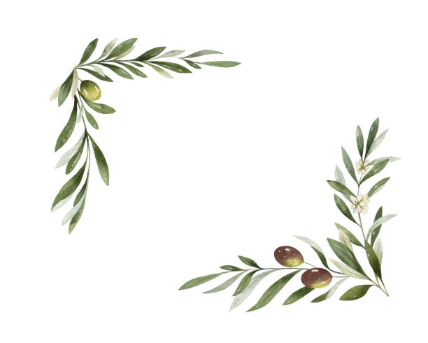 akwarela wektorowy wieniec z gałązek oliwnych i jagód. - olive green illustration and painting backgrounds watercolor painting stock illustrations