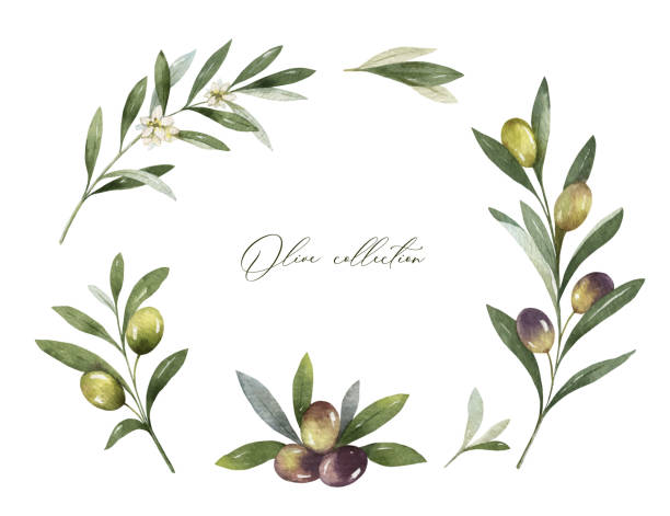 ilustraciones, imágenes clip art, dibujos animados e iconos de stock de marco vectorial de acuarela de ramas y hojas de olivo. - illustration technique leaf evergreen tree wedding