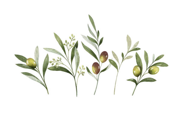 ilustraciones, imágenes clip art, dibujos animados e iconos de stock de ramo vectorial de acuarela de ramas de olivo y flores. - rama parte de planta