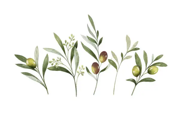Vector illustration of Watercolor vector bouquet of olive branches and flowers.