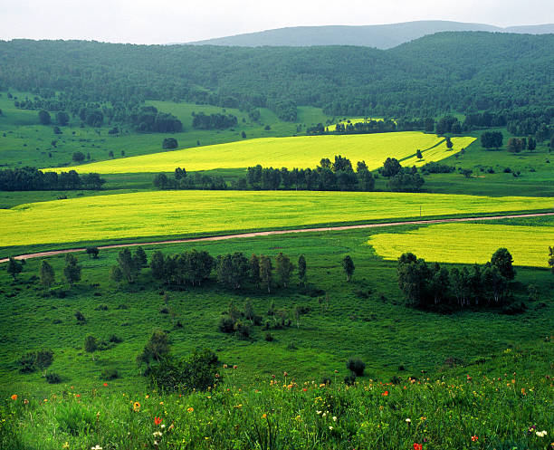 Corn field stock photo