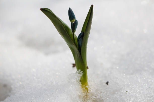 istock Spring, a small blue snowdrop flower grows in white snow. 1190338542
