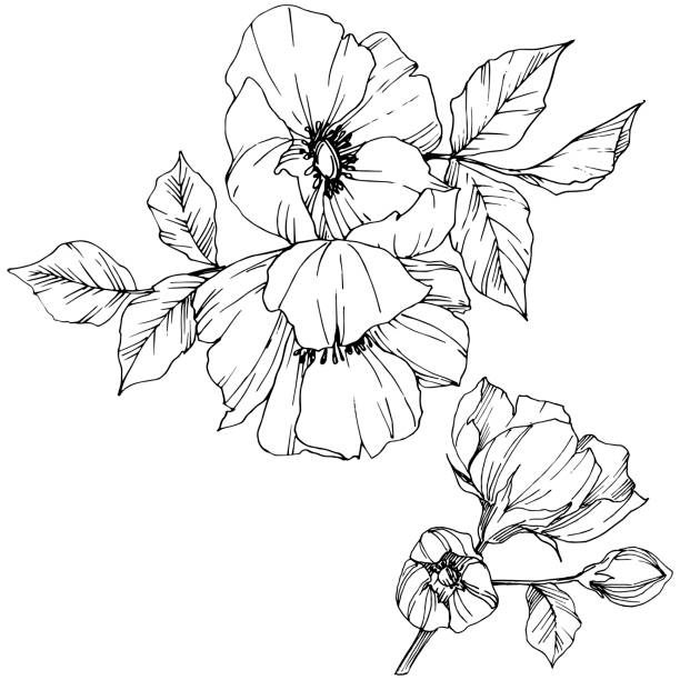 Vector Rosa canina flower. Black and white engraved ink art. Isolated rosa canina illustration element. Vector Rosa canina. Floral botanical flower. Wild spring leaf wildflower isolated. Black and white engraved ink art. Isolated rosa canina illustration element. close up illustrations stock illustrations