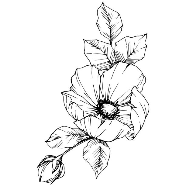 vektör rosa canina çiçeği. siyah ve beyaz oyulmuş mürekkep sanatı. i̇zole rosa canina illüstrasyon elemanı. - ukrayna illüstrasyonlar stock illustrations