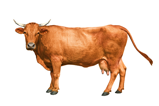 vaca marrón aislada en un blanco photo
