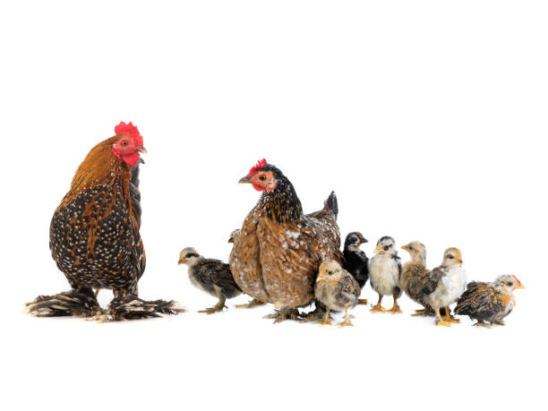 istock mother chicken and rooster with chickens isolated on a white 1190340461