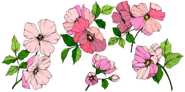 wektor różowy rosa canina. kwiatowy kwiat botaniczny. grawerowana sztuka atramentowa. izolowany element ilustracji rosa canina. - lace pink white black stock illustrations
