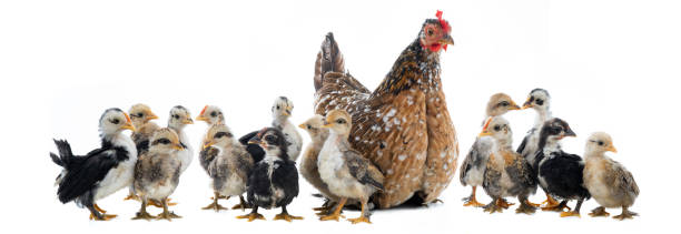 istock Hen and her chicks isolated on a white 1190340487