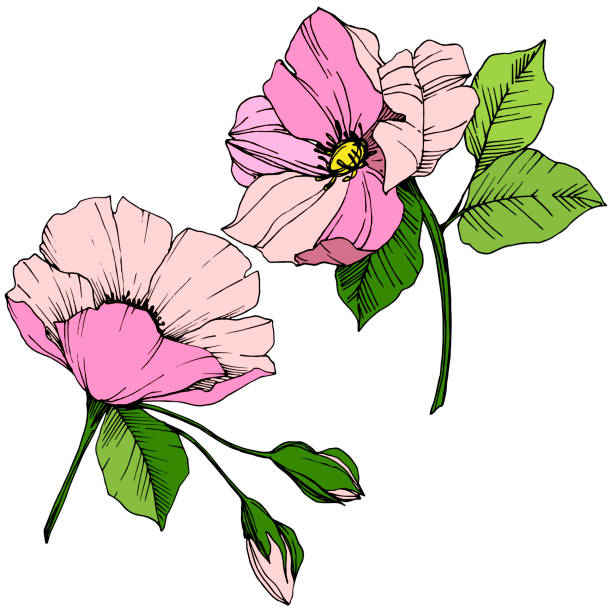 wektor różowy rosa canina. kwiatowy kwiat botaniczny. grawerowana sztuka atramentowa. izolowany element ilustracji rosa canina. - lace pink white black stock illustrations