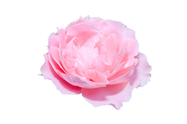 istock Pink rose flower isolated white background. 1190343027