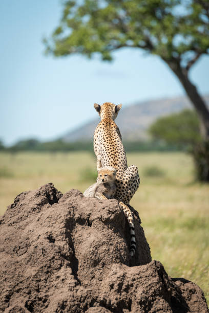istock Female cheetah sits on mound by cub 1190344910