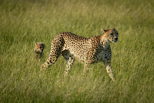 Female cheetah walks through grass with cub