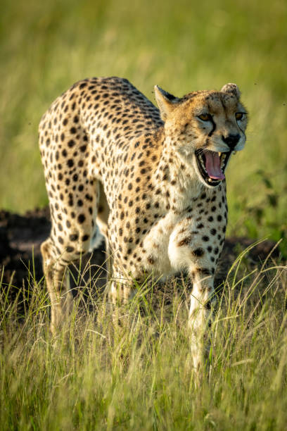 istock Female cheetah walks yawning in tall grass 1190345929