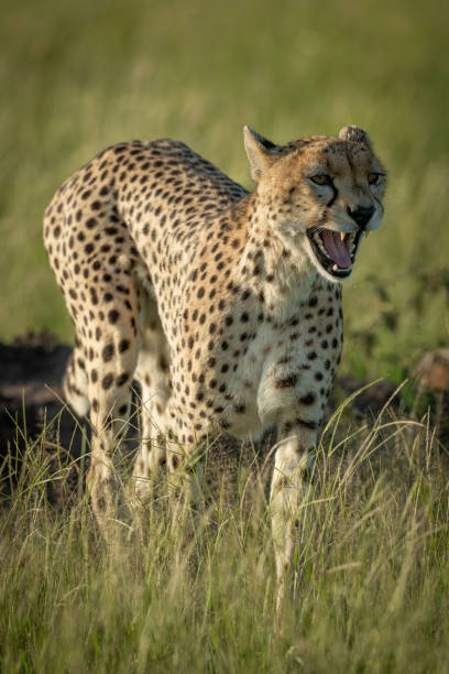 istock Female cheetah walks yawning in long grass 1190345970