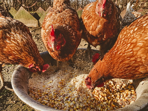 beautiful manicured hens on a farm in the village