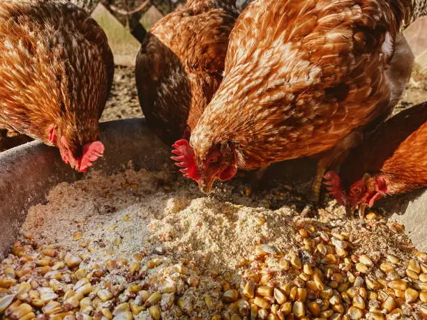 beautiful manicured hens on a farm in the village