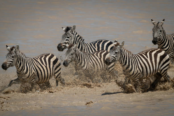 istock Five plains zebra galloping across shallow lake 1190346267