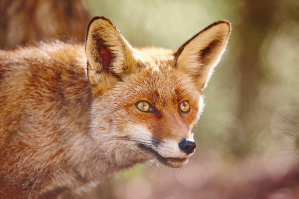 istock Fox head with green background. Wildlife in the forest 1190346384