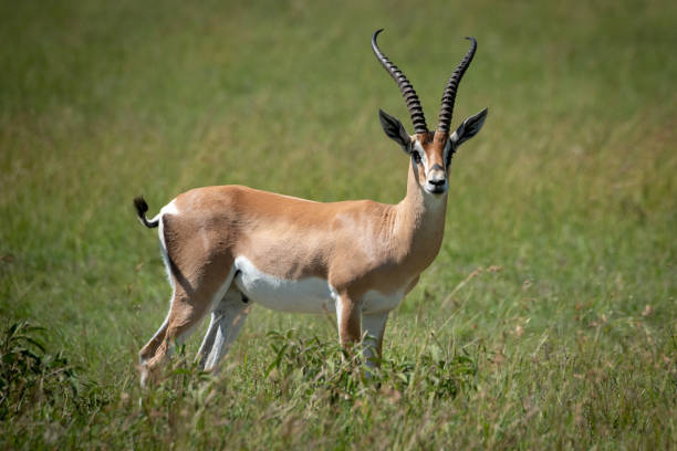 istock Grant gazelle stands eyeing camera in grass 1190346439
