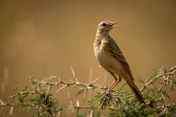 istock Grassland pipit on thorny branch turns head 1190346473