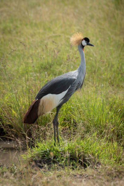 istock Grey crowned crane standing on river bank 1190346554