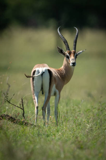 istock Grant gazelle stands turning head to camera 1190347151